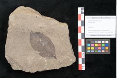 Foto (Objekt + Etikett) von Plantae indet.  (NHMW-GEO-2024-0188-11549)